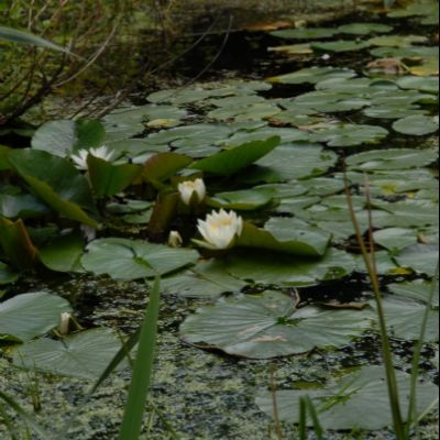 Lily pads